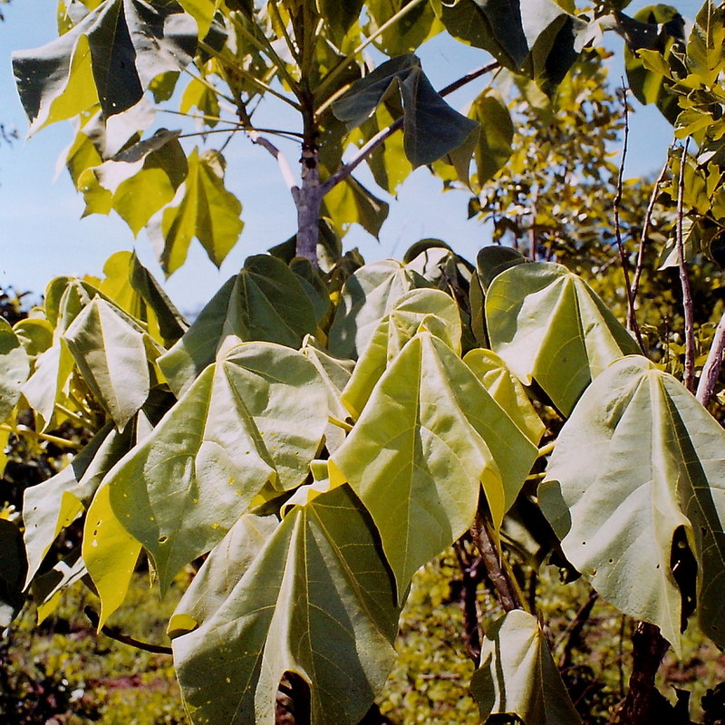 Sterculia quinqueloba Sterculia quinqueloba