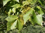 Sterculia quinqueloba