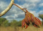 Sterculia quinqueloba