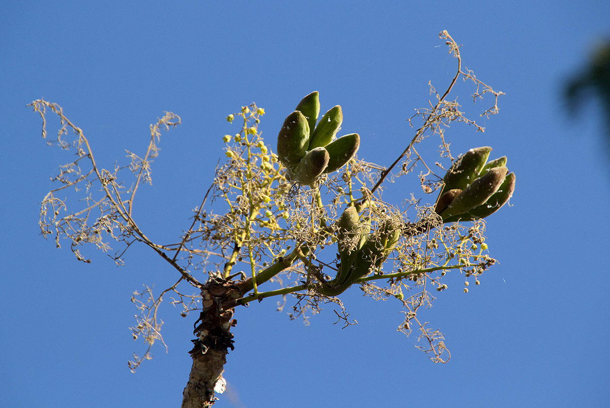 Sterculia quinqueloba Sterculia quinqueloba