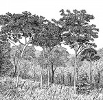 Sterculia quinqueloba