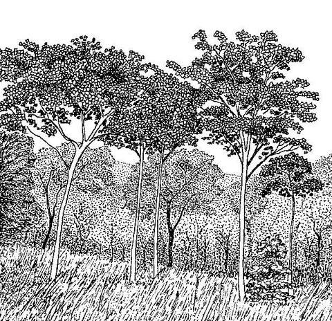 Sterculia quinqueloba Sterculia quinqueloba