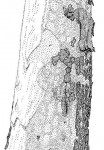 Sterculia quinqueloba