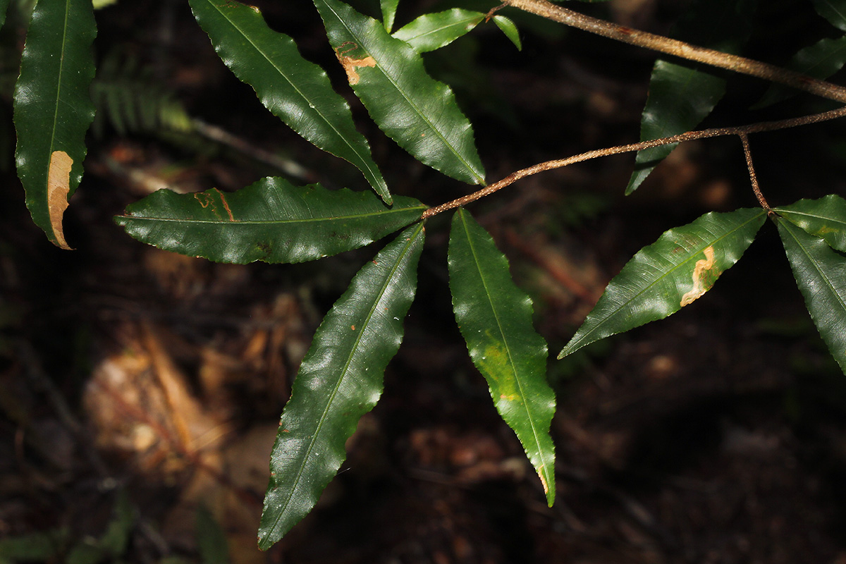 Ochna holstii Ochna holstii