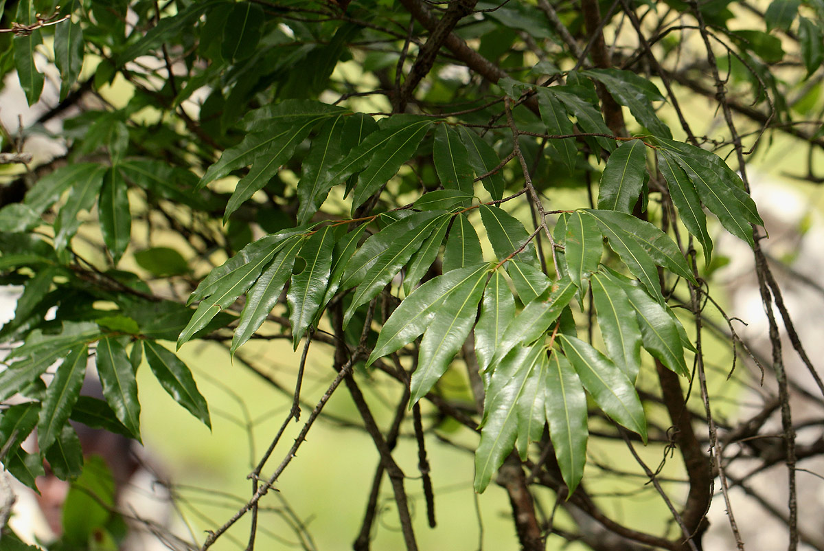 Ochna holstii Ochna holstii