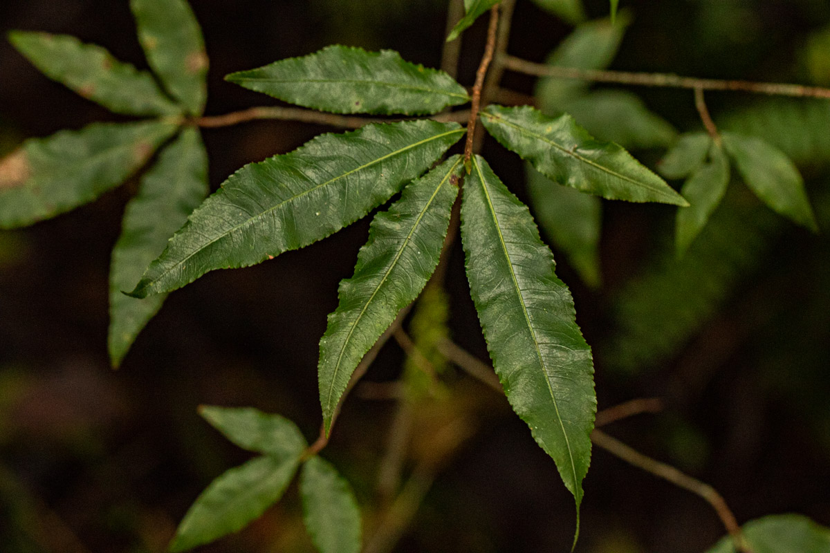 Ochna holstii Ochna holstii