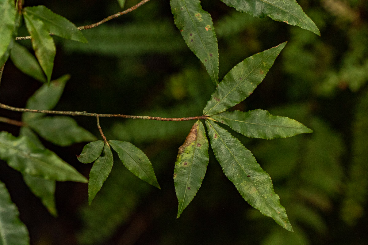 Ochna holstii Ochna holstii