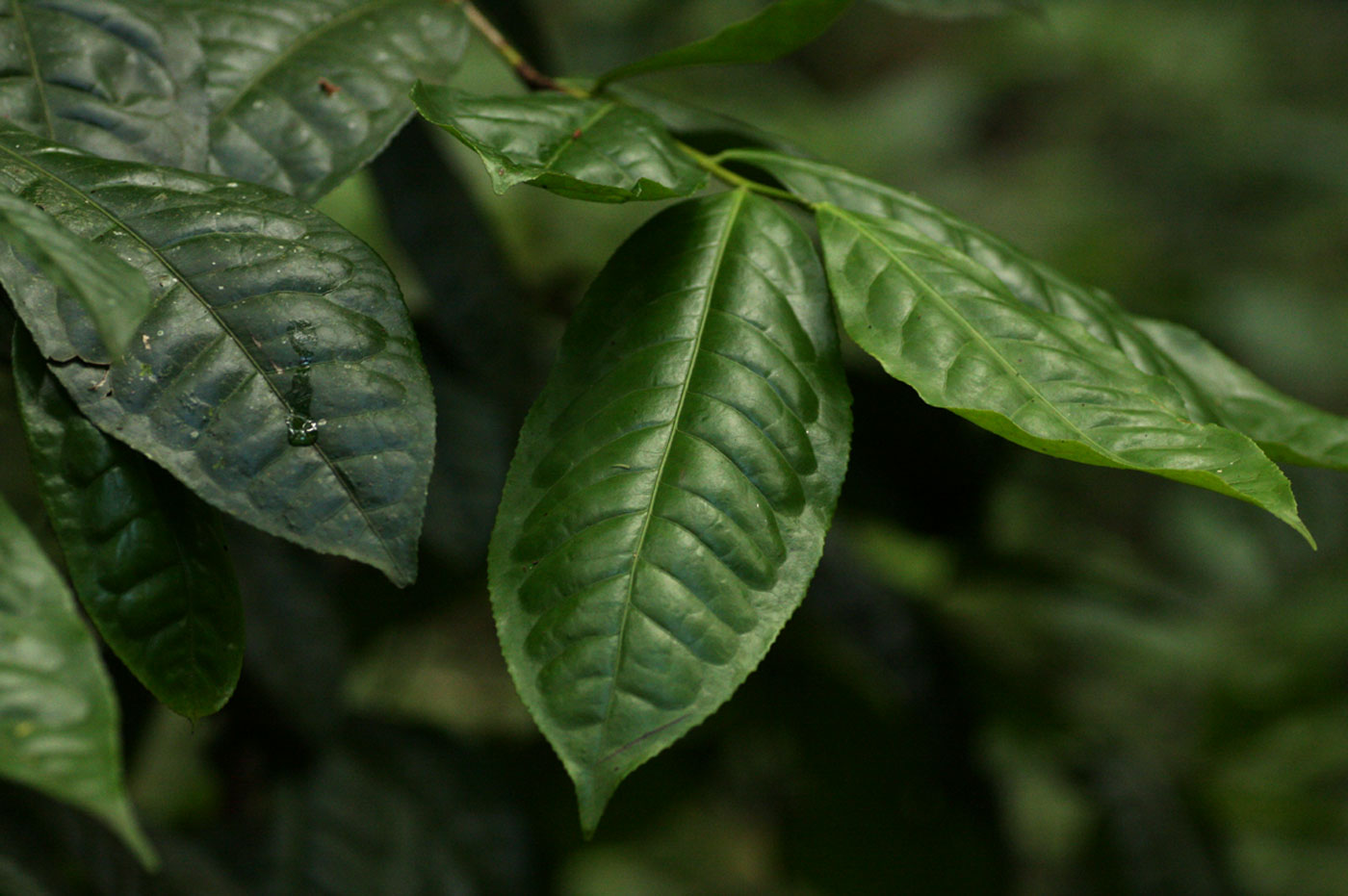 Camellia sinensis