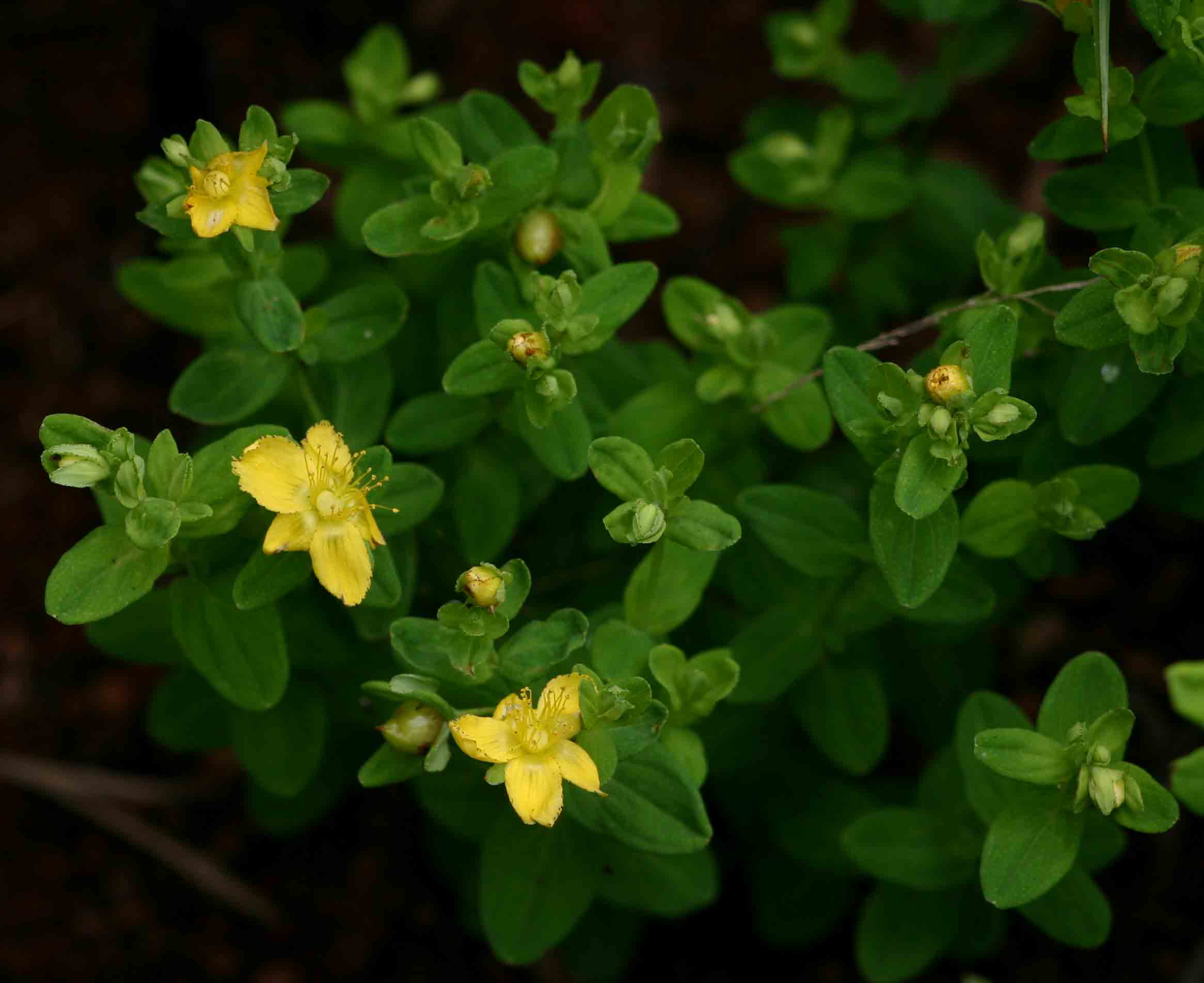 Hypericum peplidifolium Hypericum peplidifolium