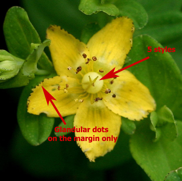 Hypericum peplidifolium Hypericum peplidifolium