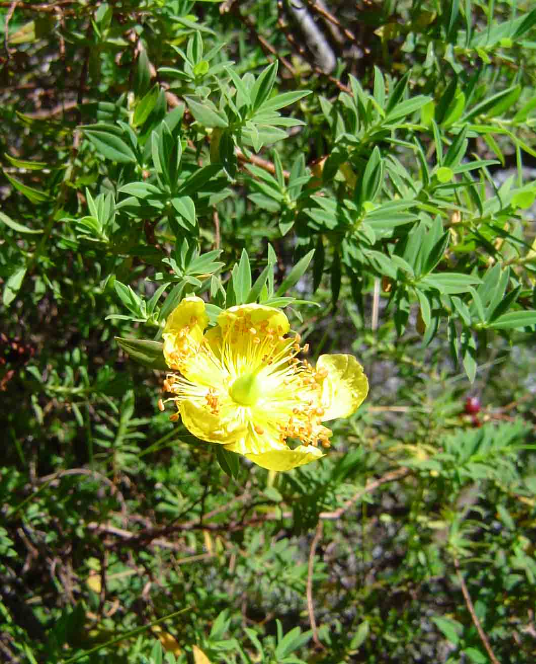 Hypericum revolutum