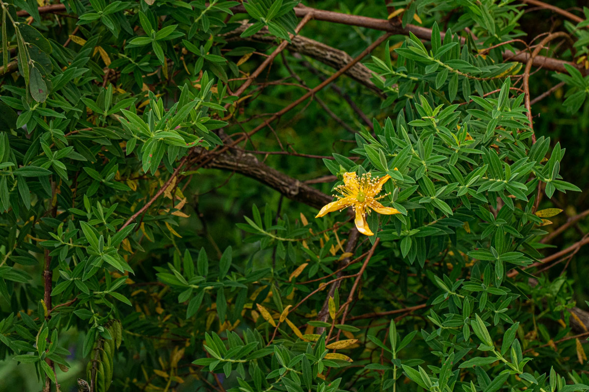 Hypericum revolutum Hypericum revolutum
