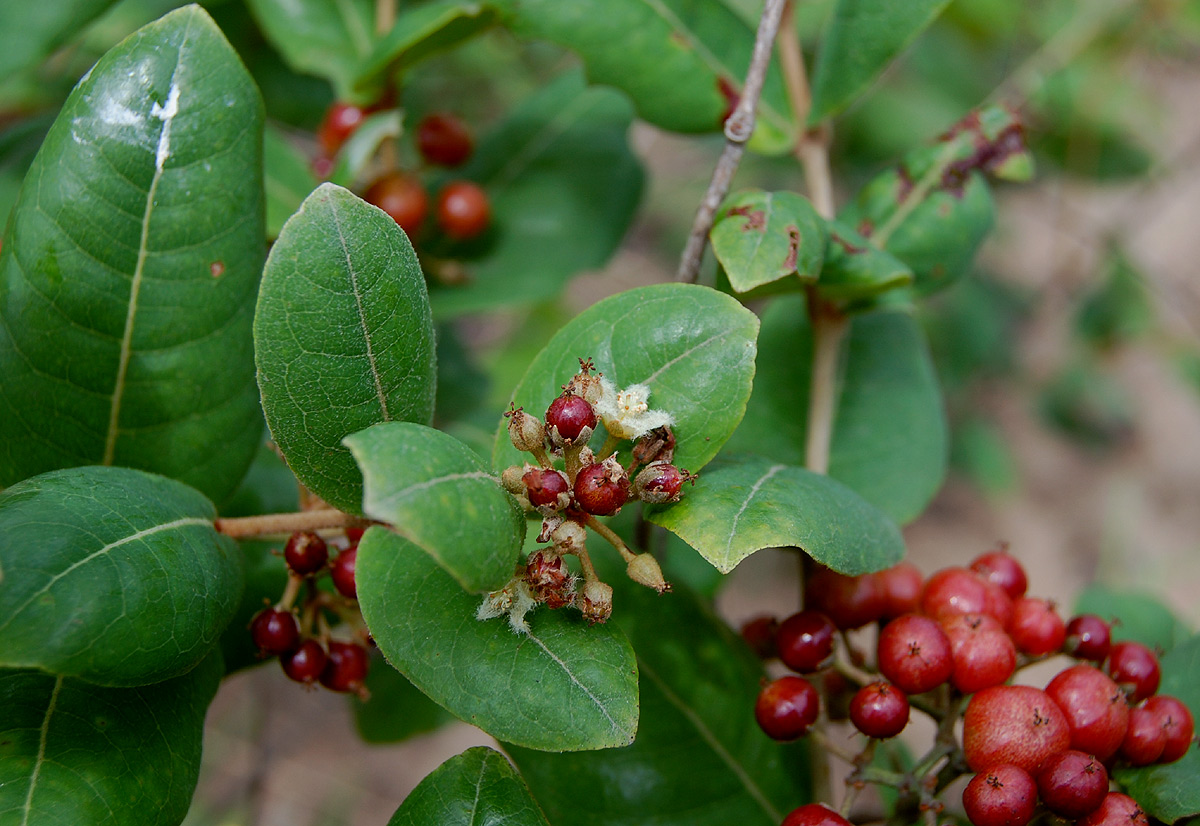Psorospermum febrifugum Psorospermum febrifugum