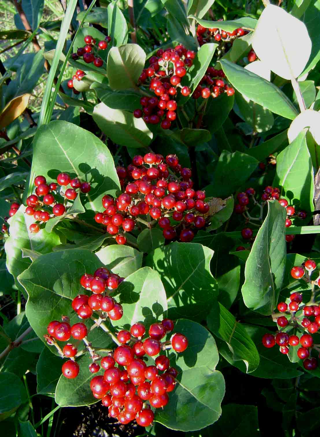 Psorospermum febrifugum Psorospermum febrifugum