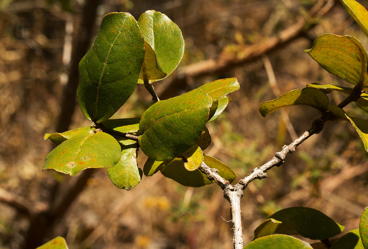 Psorospermum febrifugum Psorospermum febrifugum