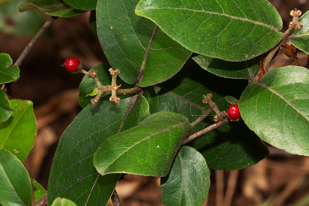 Psorospermum febrifugum Psorospermum febrifugum