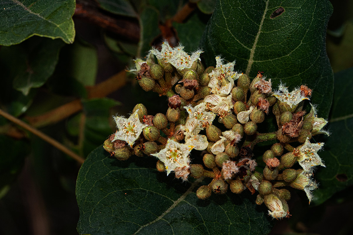 Psorospermum febrifugum Psorospermum febrifugum