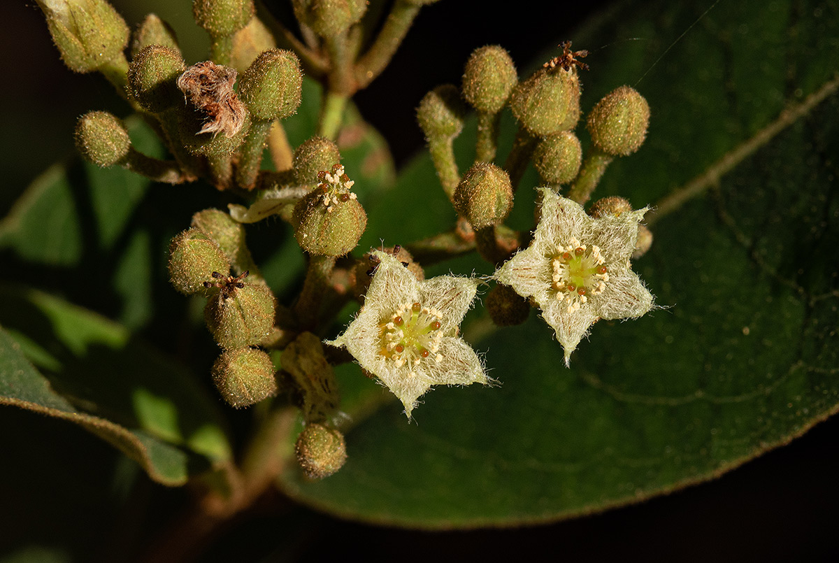 Psorospermum febrifugum Psorospermum febrifugum