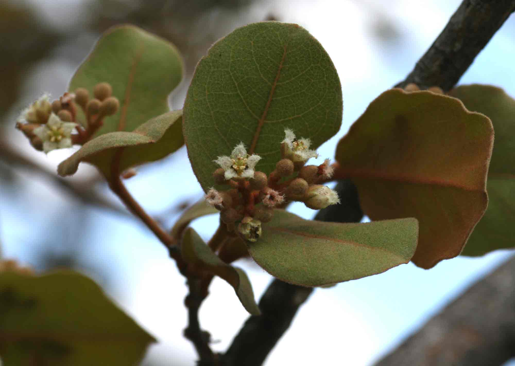 Psorospermum febrifugum Psorospermum febrifugum