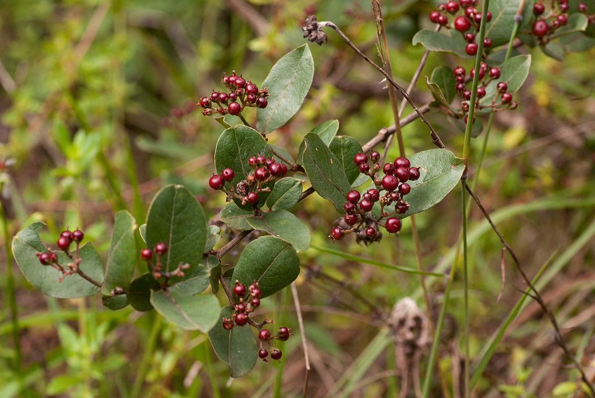 Psorospermum febrifugum