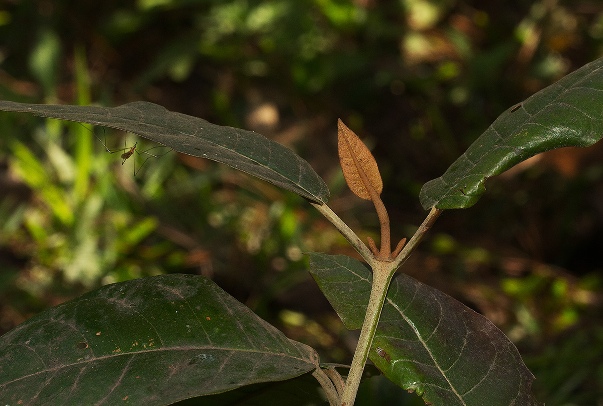 Harungana madagascariensis Harungana madagascariensis