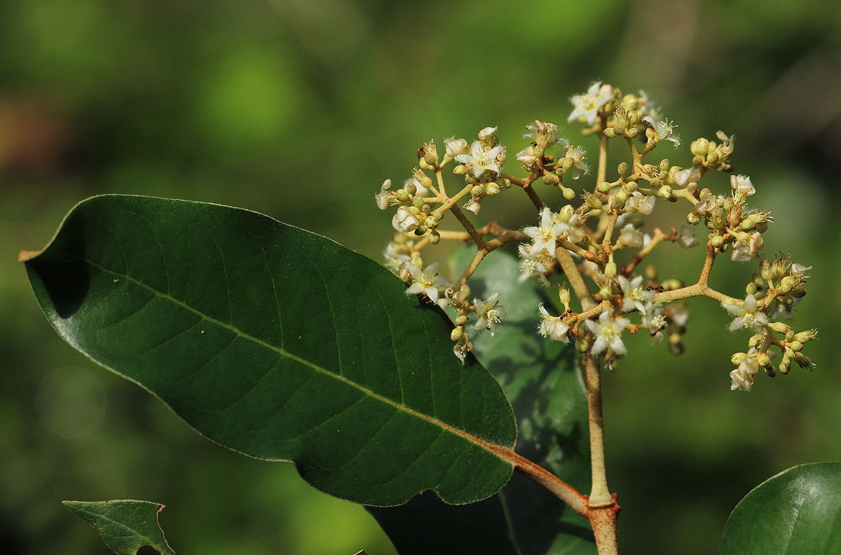 Harungana madagascariensis Harungana madagascariensis