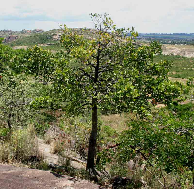 Garcinia buchananii Garcinia buchananii