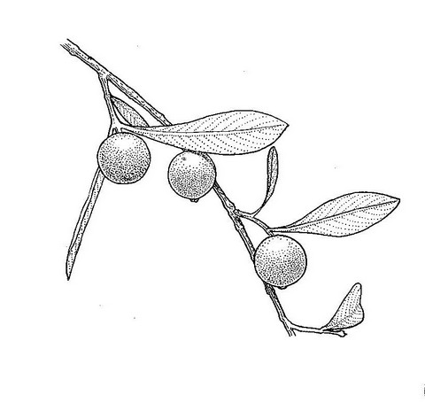 Garcinia buchananii Garcinia buchananii