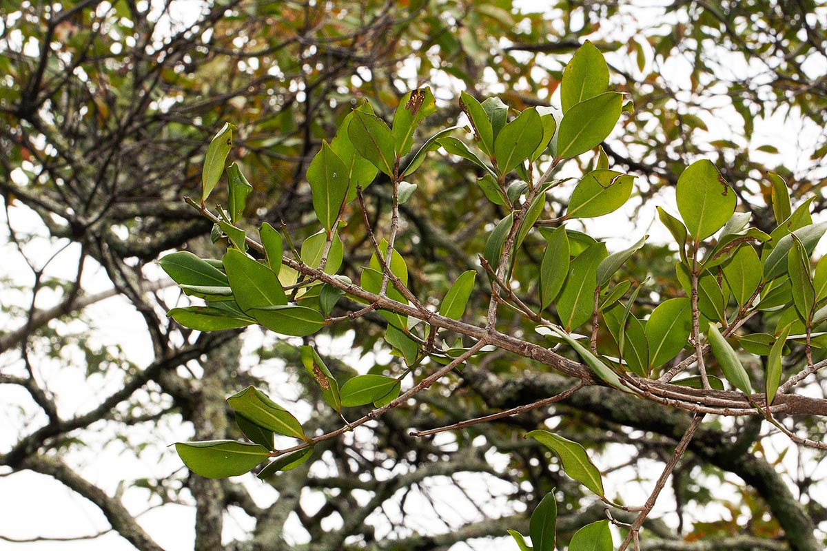 Garcinia buchananii Garcinia buchananii