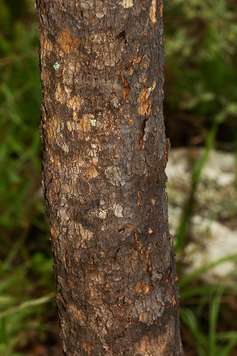 Garcinia buchananii Garcinia buchananii