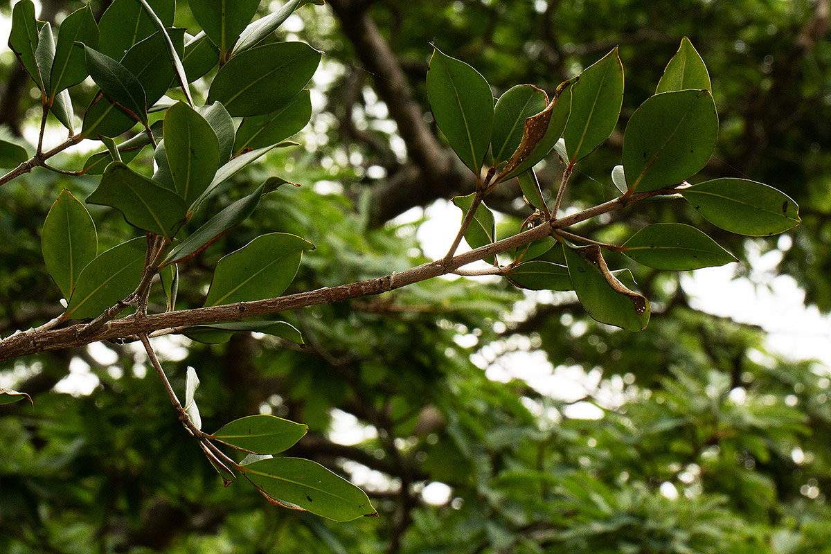 Garcinia buchananii Garcinia buchananii