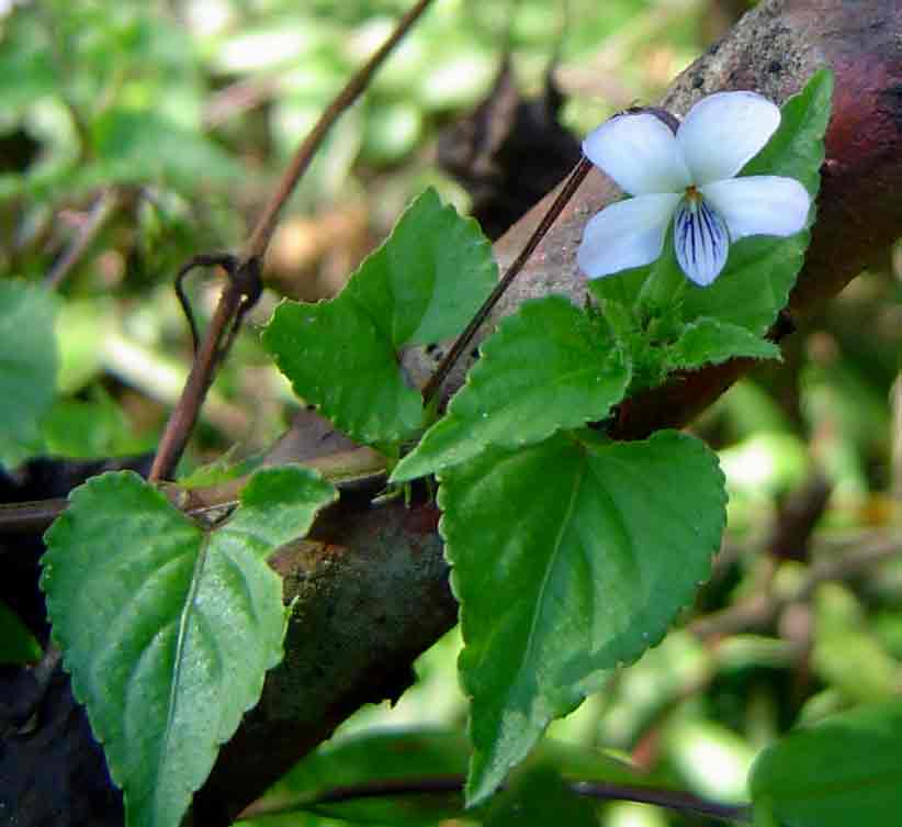 Viola abyssinica Viola abyssinica