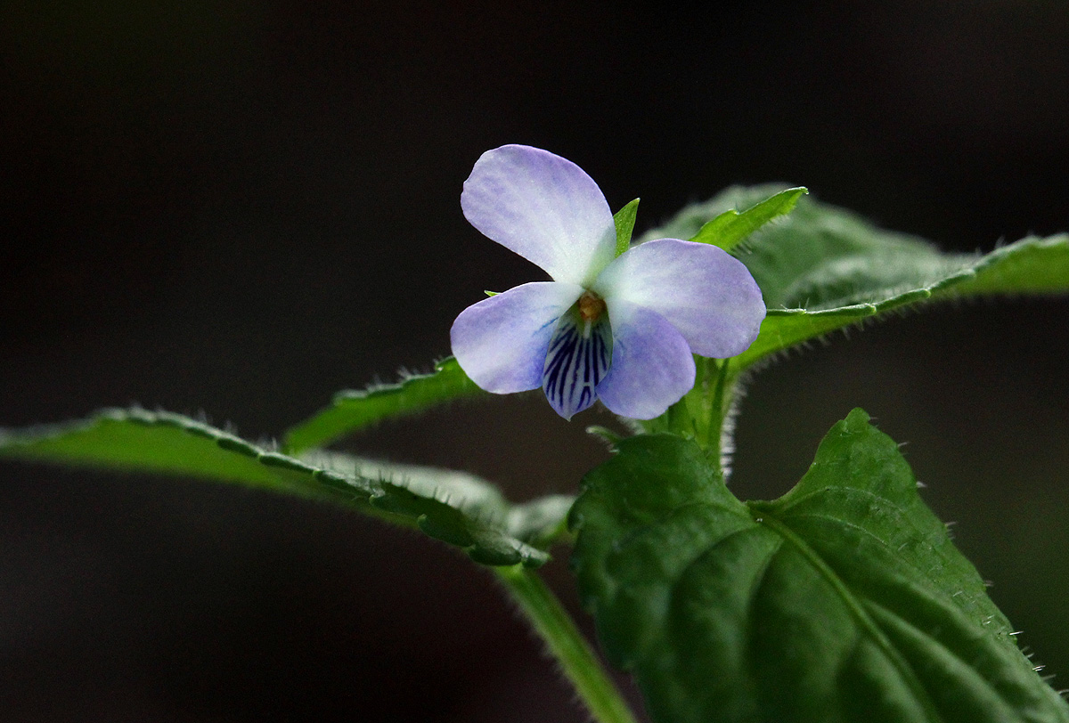 Viola abyssinica Viola abyssinica