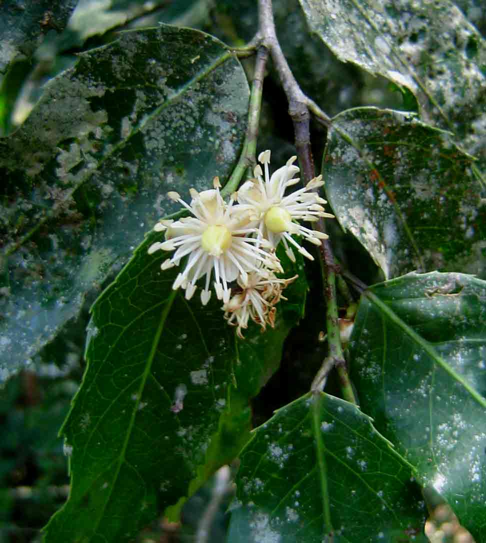 Rawsonia lucida