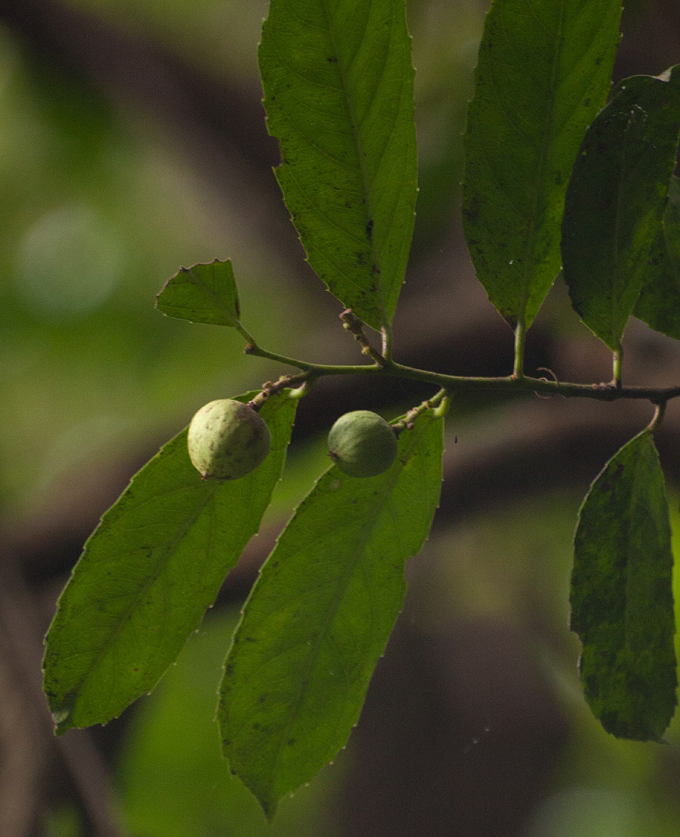 Rawsonia lucida