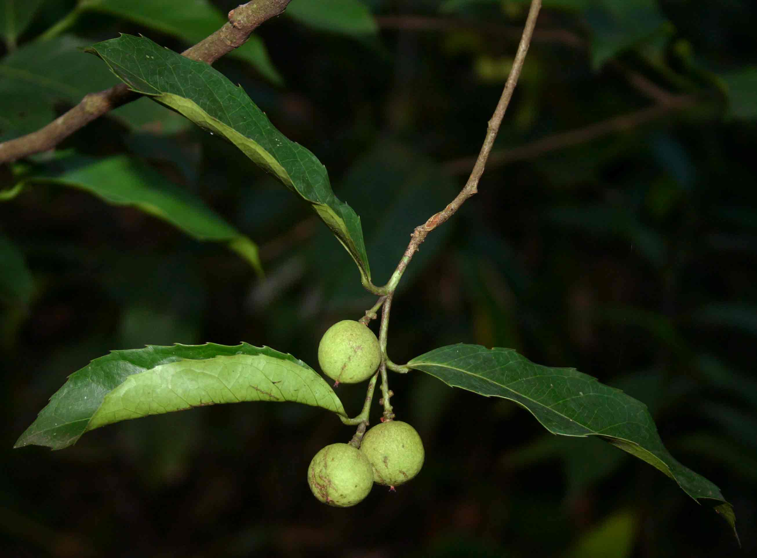 Rawsonia lucida