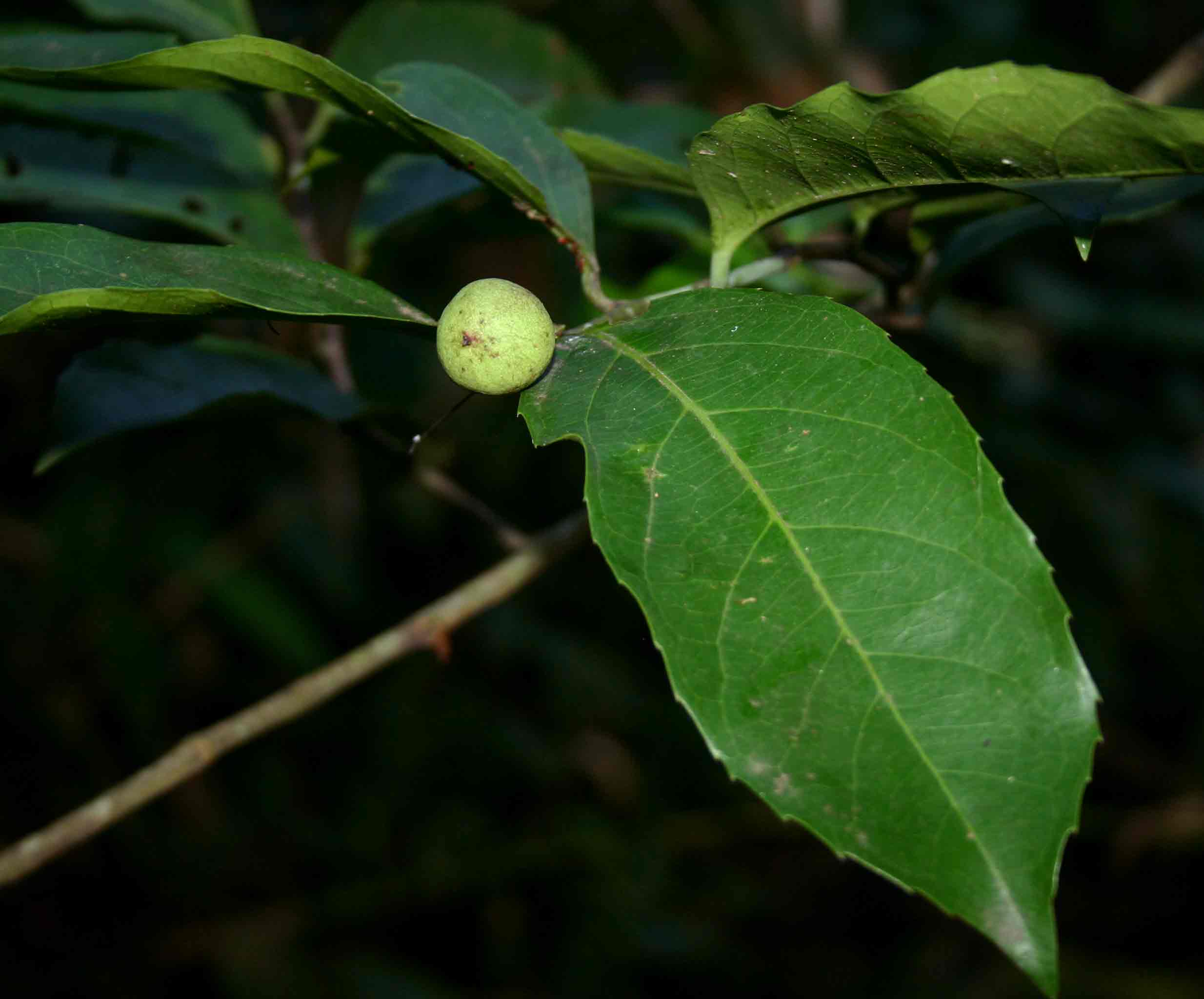 Rawsonia lucida