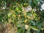 Scolopia zeyheri