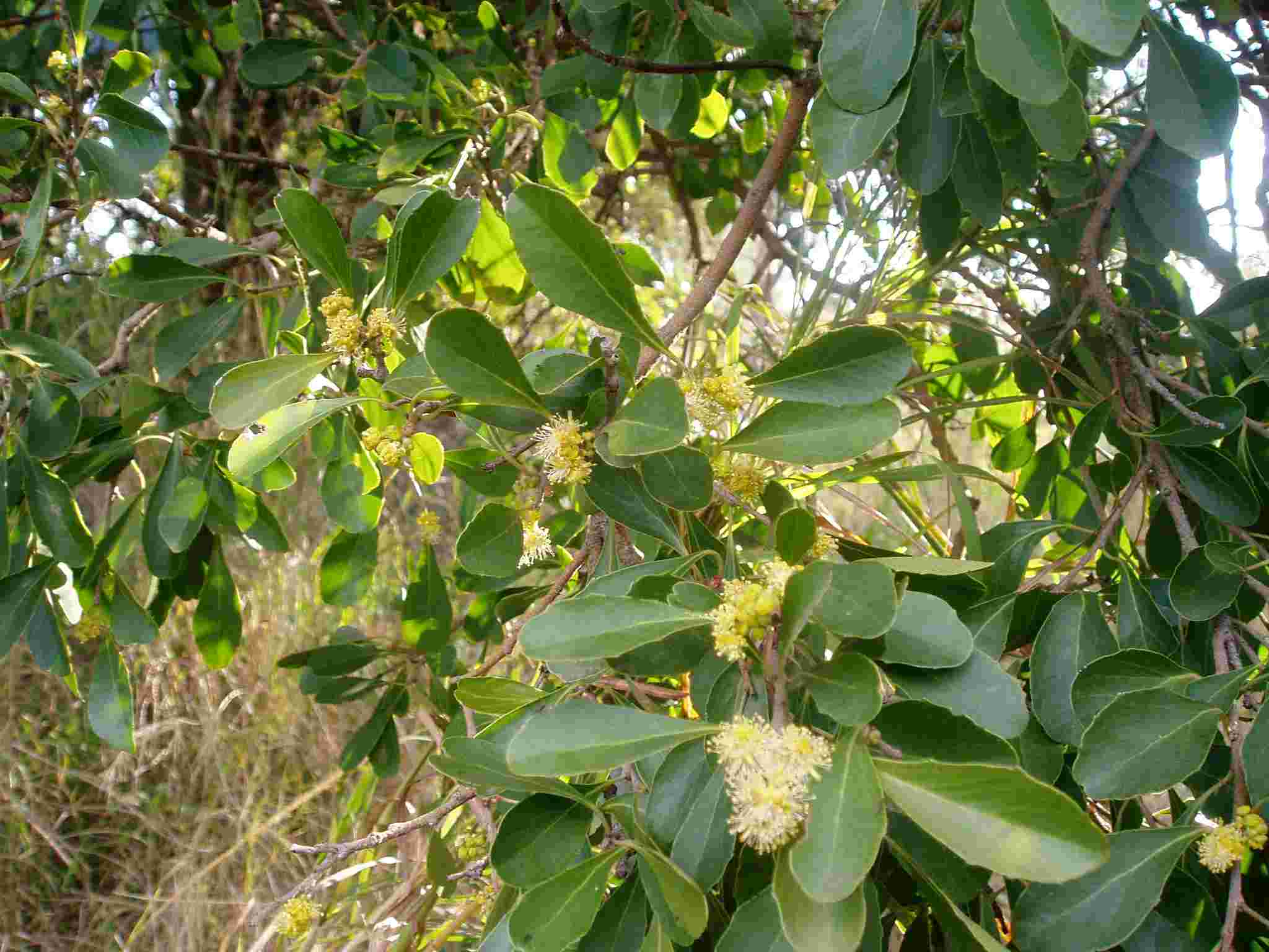 Scolopia zeyheri Scolopia zeyheri
