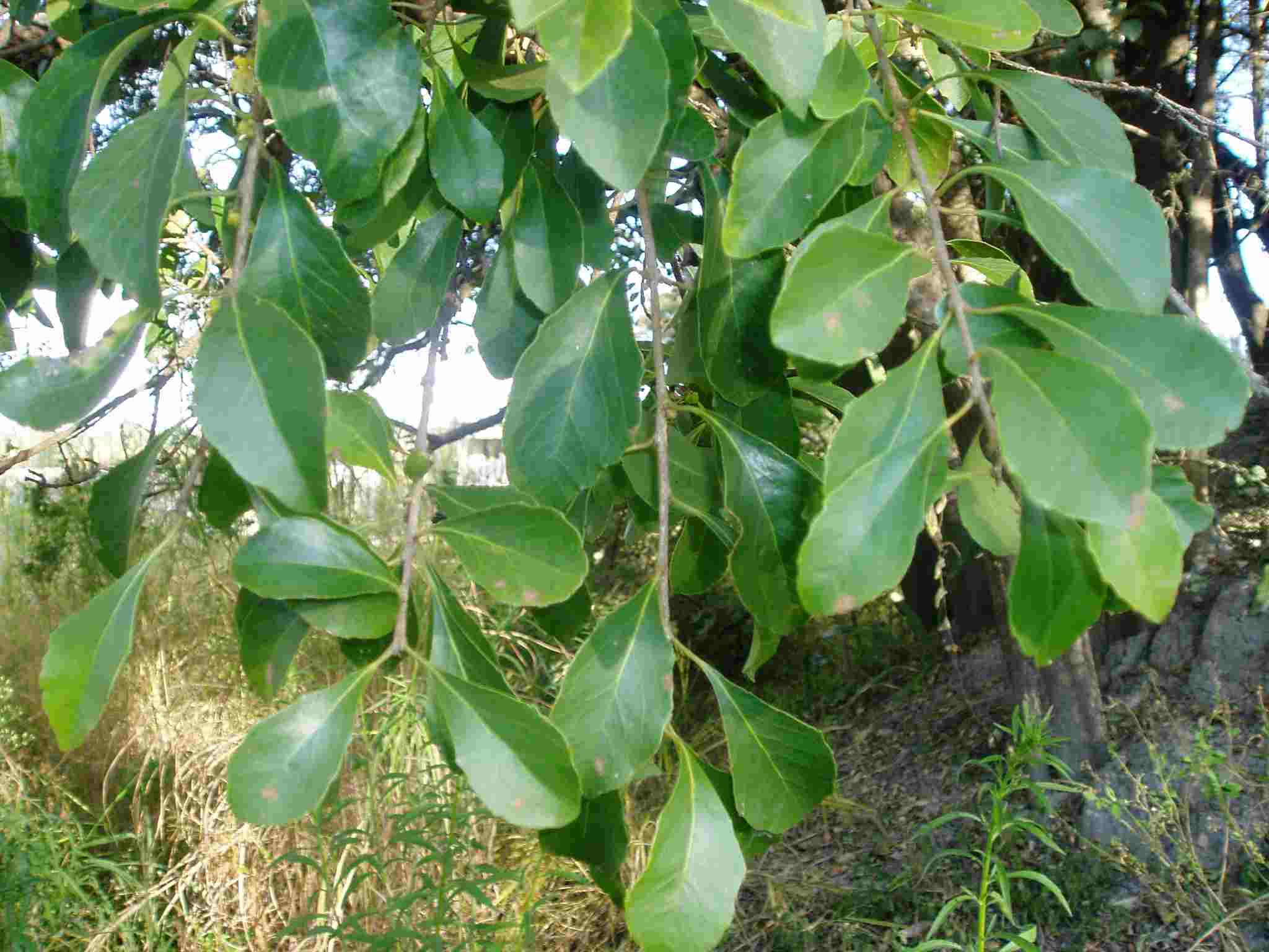 Scolopia zeyheri