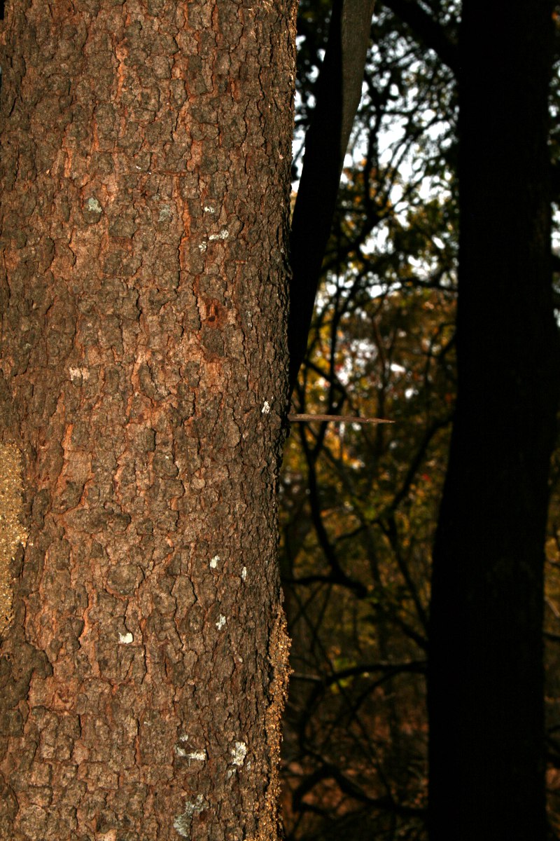 Scolopia zeyheri