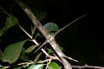 Scolopia zeyheri
