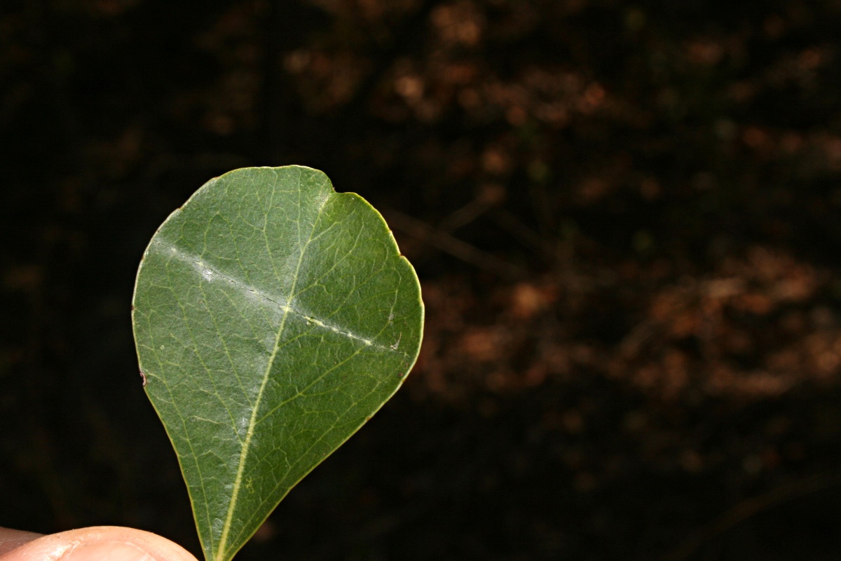 Scolopia zeyheri