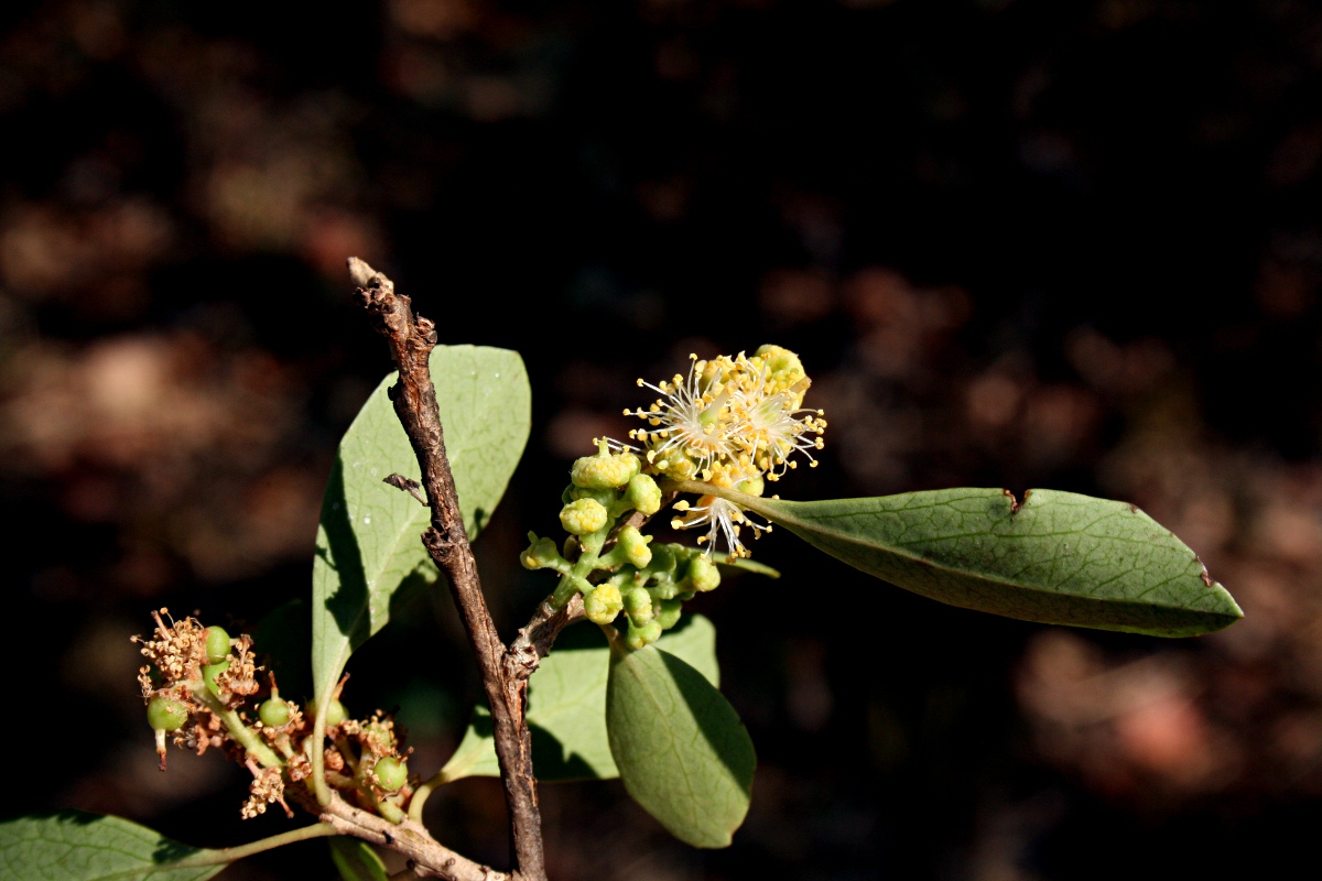 Scolopia zeyheri