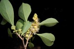 Scolopia zeyheri