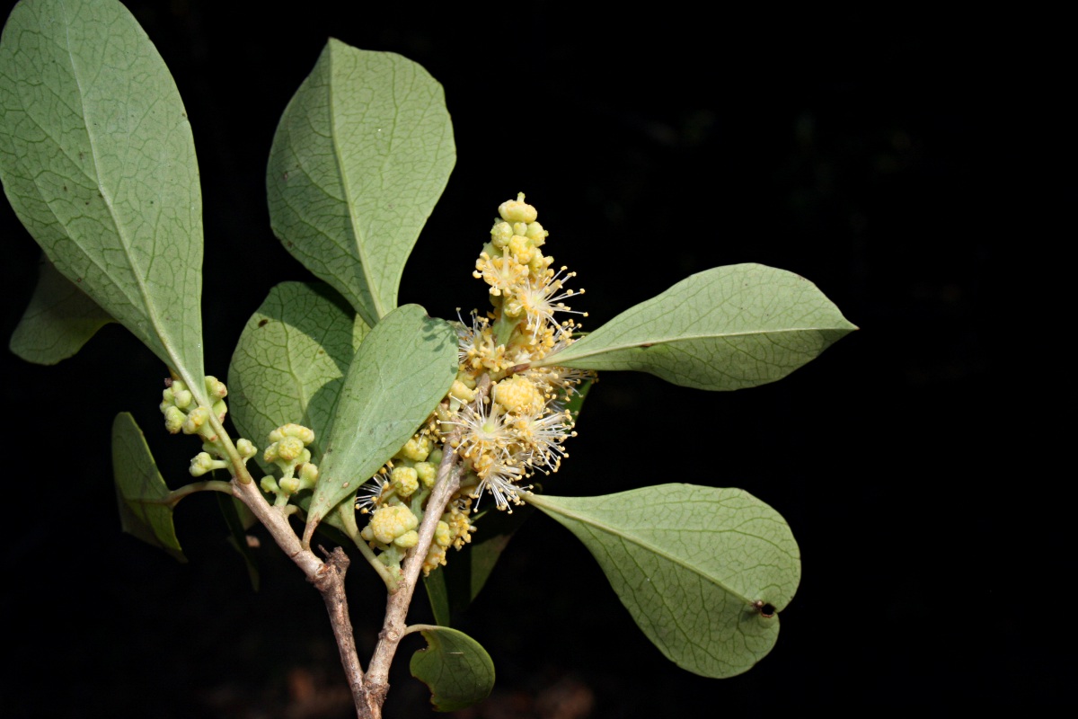 Scolopia zeyheri