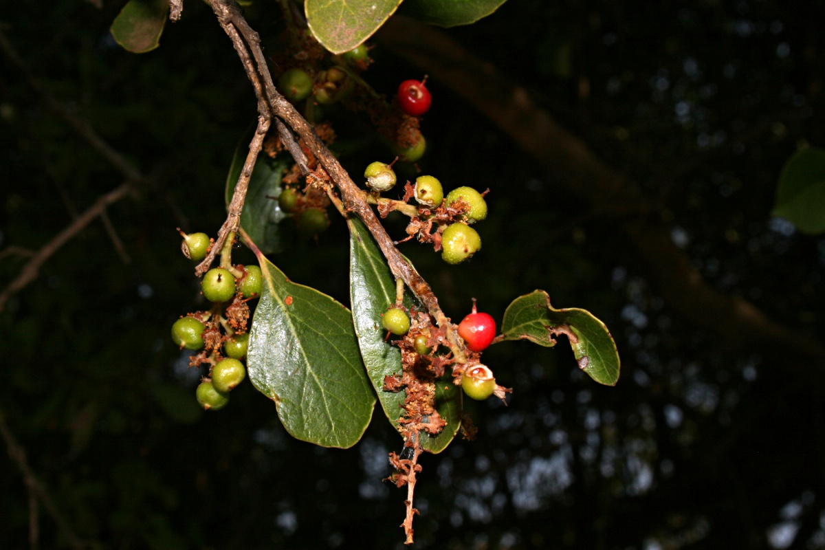 Scolopia zeyheri Scolopia zeyheri