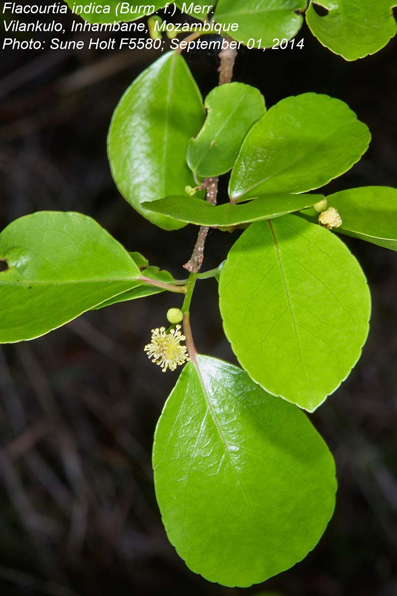 Flacourtia indica Flacourtia indica