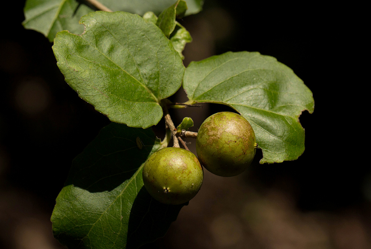Flacourtia indica Flacourtia indica