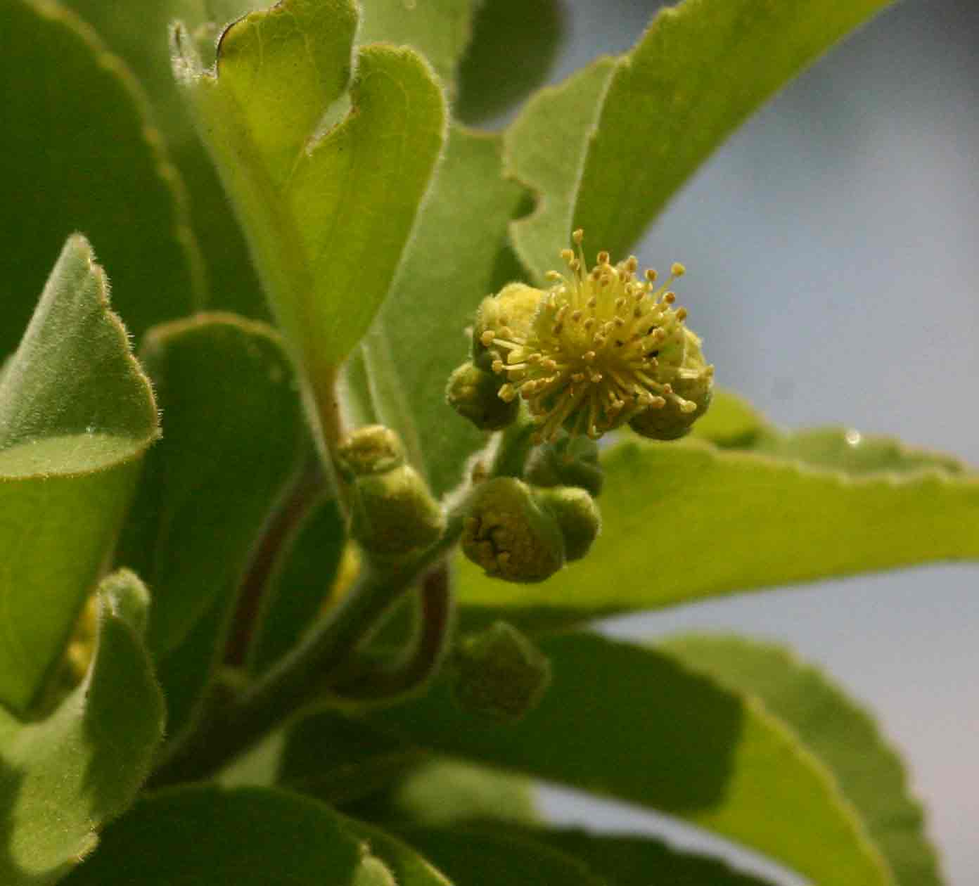 Flacourtia indica
